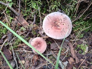 Russula vesca