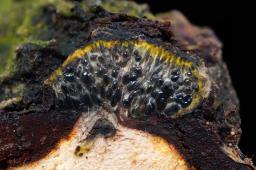 Camaropella lutea