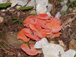 Guepinia helvelloides