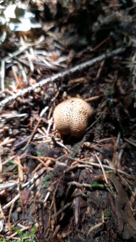 Scleroderma citrinum