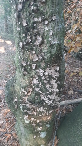 Stereum rugosum