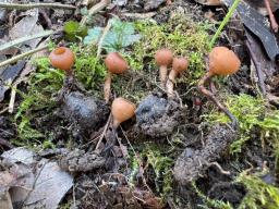 Dumontinia tuberosa