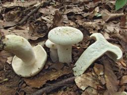 Lactifluus piperatus