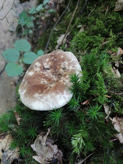 Russula anthracina