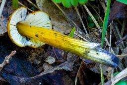 Hygrocybe conica