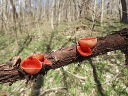 Sarcoscypha coccinea