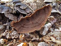 Hymenochaete rubiginosa