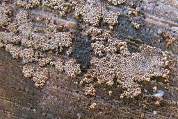 Merismodes anomala