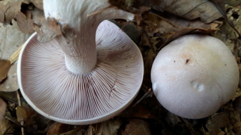 Lepista glaucocana