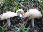 Hebeloma sinapizans