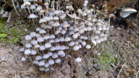Coprinellus disseminatus