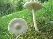 Melanoleuca strictipes