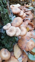 Armillaria ostoyae