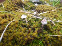 Tulostoma brumale