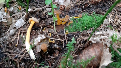 Craterellus lutescens