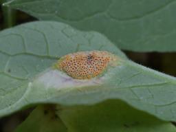 Puccinia bromina