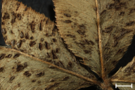 Uromyces minor