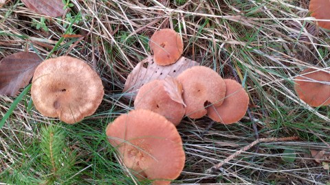 Laccaria proxima