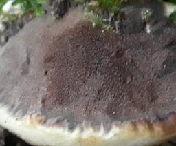 Xanthoporia radiata