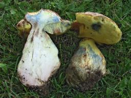 Butyriboletus appendiculatus