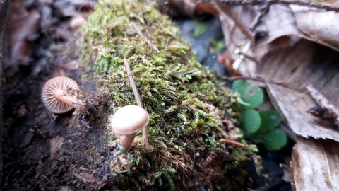 Tubaria furfuracea