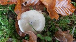 Hygrophorus agathosmus