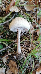 Macrolepiota permixta