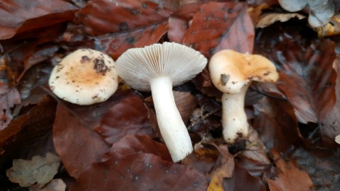 Russula fellea