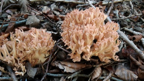 Ramaria botrytis