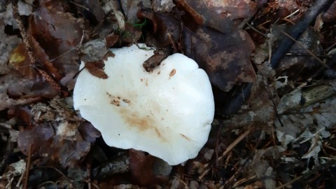 Lactifluus piperatus