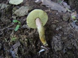 Hortiboletus engelii