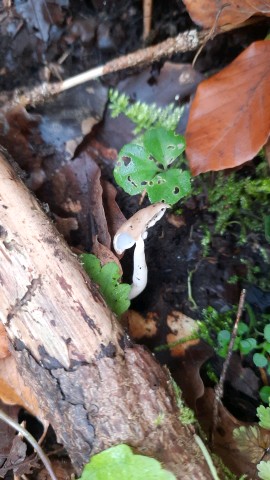 Helvella elastica