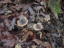 Rhodocollybia butyracea