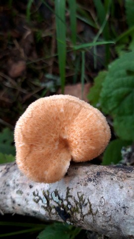 Neofavolus alveolaris