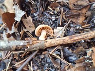 Tubaria furfuracea