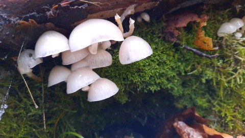 Mucidula mucida