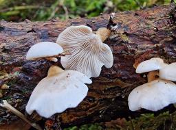 Panellus mitis