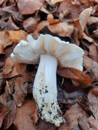 Tricholoma columbetta