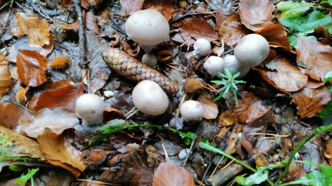 Lepista glaucocana