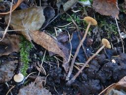 Naucoria escharioides
