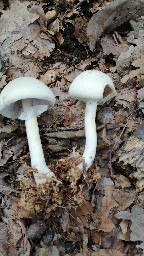 Cystoagaricus lepidotoides