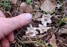 Geastrum elegans