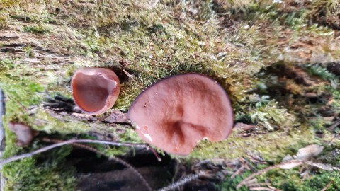 Discina ancilis