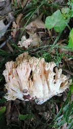 Ramaria formosa