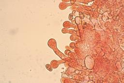 Tubaria furfuracea