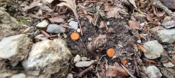 Scutellinia trechispora