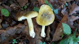 Tricholoma sejunctum