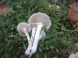 Cyclocybe cylindracea