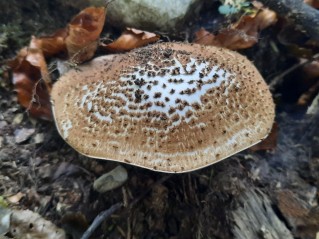 Echinoderma asperum