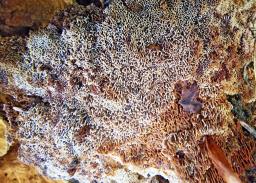 Onnia tomentosa